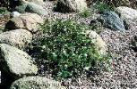 Betula glandulosa, Boulder Co., Colorado 12000'