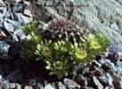 #154 Echinocereus viridiflorus (40 KB)