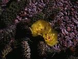 #117A Opuntia polyacantha, Weld Co., Colorado, DJF932.11