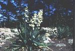 Yucca sp. maybe a hybrid, was found in a road side in Italy