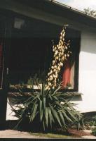 #1409 Yucca recurvifolia