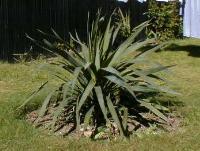 #1409 Yucca recurvifolia