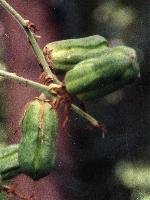 Young fruits of Yucca flaccida forma glaucescens (100 KB)