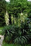 Yucca recurvifolia, cultivated in Budapest Botanical Garden in Hungary